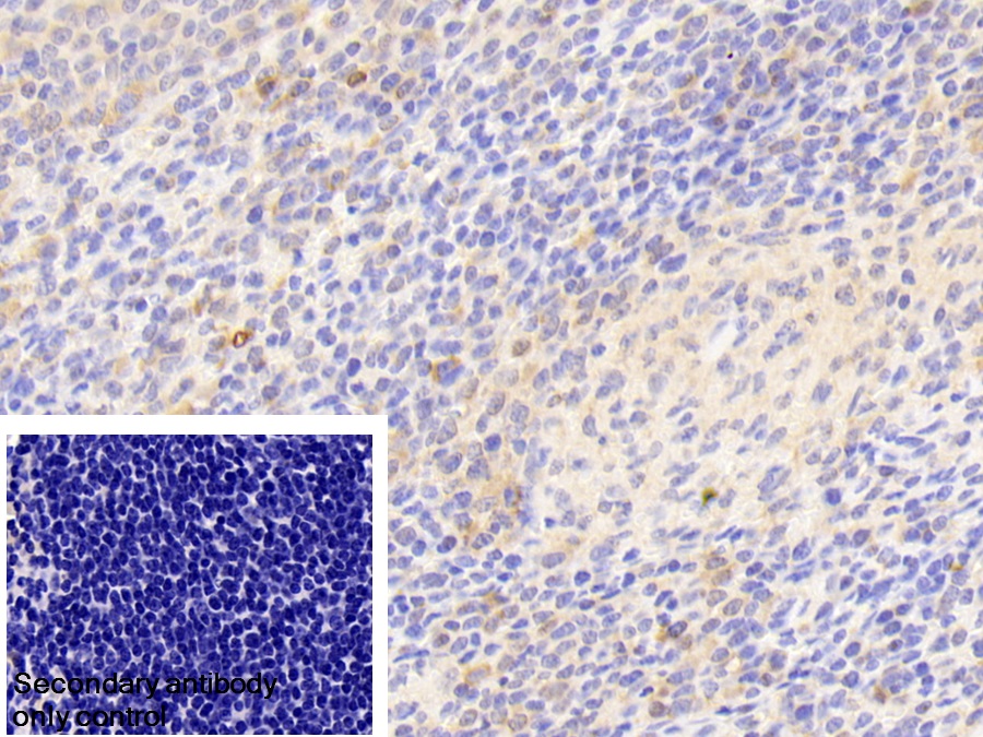 Polyclonal Antibody to Chaperonin Containing TCP1, Subunit 2 (CCT2)