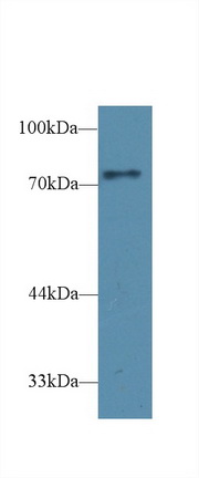 Polyclonal Antibody to CD2 Associated Protein (CD2AP)