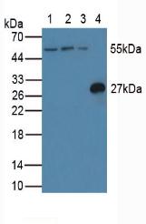 Polyclonal Antibody to CASP8 And FADD Like Apoptosis Regulator (CFLAR)