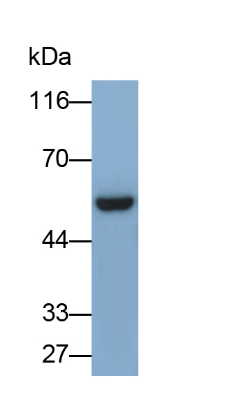 Polyclonal Antibody to Checkpoint Kinase 1 (CHEK1)