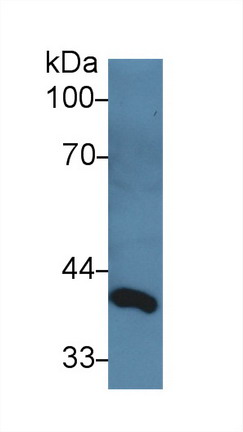 Polyclonal Antibody to Delta Like 1 Homolog (dLK1)