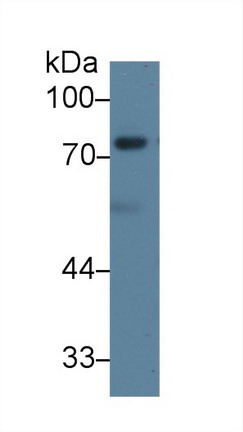 Polyclonal Antibody to Dishevelled, Dsh Homolog 2 (DVL2)