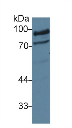 Polyclonal Antibody to Dishevelled, Dsh Homolog 2 (DVL2)