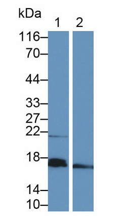 Polyclonal Antibody to Eukaryotic Translation Initiation Factor 4E Binding Protein 1 (EIF4EBP1)