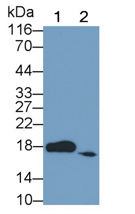 Polyclonal Antibody to Eukaryotic Translation Initiation Factor 4E Binding Protein 1 (EIF4EBP1)