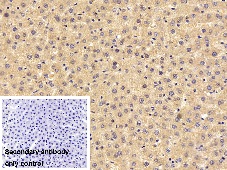 Polyclonal Antibody to FK506 Binding Protein Like Protein (FKBPL)