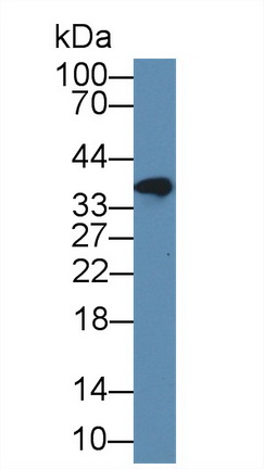 Polyclonal Antibody to FK506 Binding Protein Like Protein (FKBPL)