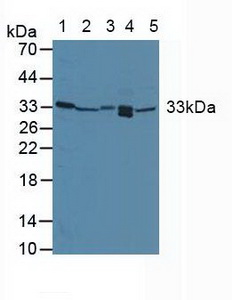 Polyclonal Antibody to Growth Arrest And DNA Damage Inducible Protein Alpha (GADD45a)