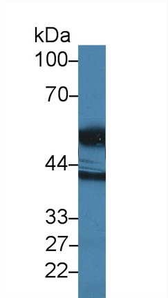 Polyclonal Antibody to High Temperature Requirement Factor A1 (HTRA1)