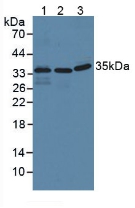 Polyclonal Antibody to Interferon Inducible Protein 35 (IFI35)