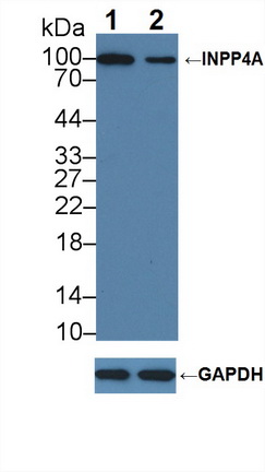 Polyclonal Antibody to Inositol Polyphosphate-4-Phosphatase Type I 107kDa (INPP4A)