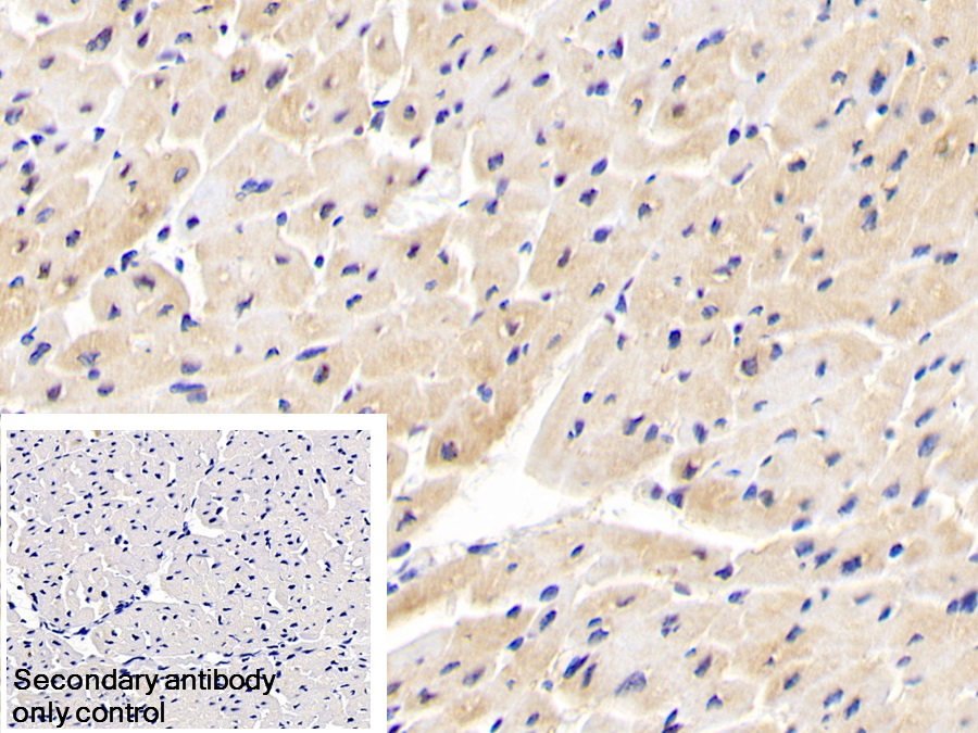 Polyclonal Antibody to Inositol Polyphosphate-4-Phosphatase Type I 107kDa (INPP4A)