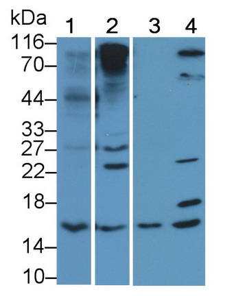 Polyclonal Antibody to Ubiquitin Cross Reactive Protein (UCRP)