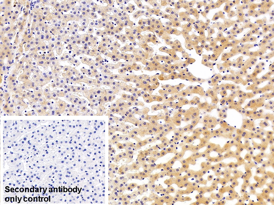 Polyclonal Antibody to Jagged 2 Protein (JAG2)