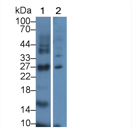 Polyclonal Antibody to EGF Like Domain Protein, Multiple 7 (EGFL7)