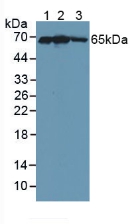 Polyclonal Antibody to Kelch Like ECH Associated Protein 1 (KEAP1)