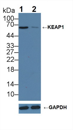 Polyclonal Antibody to Kelch Like ECH Associated Protein 1 (KEAP1)