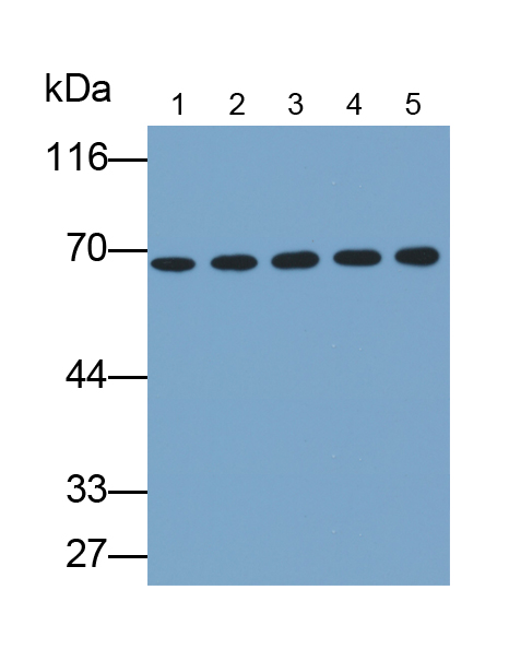 Polyclonal Antibody to Kelch Like ECH Associated Protein 1 (KEAP1)