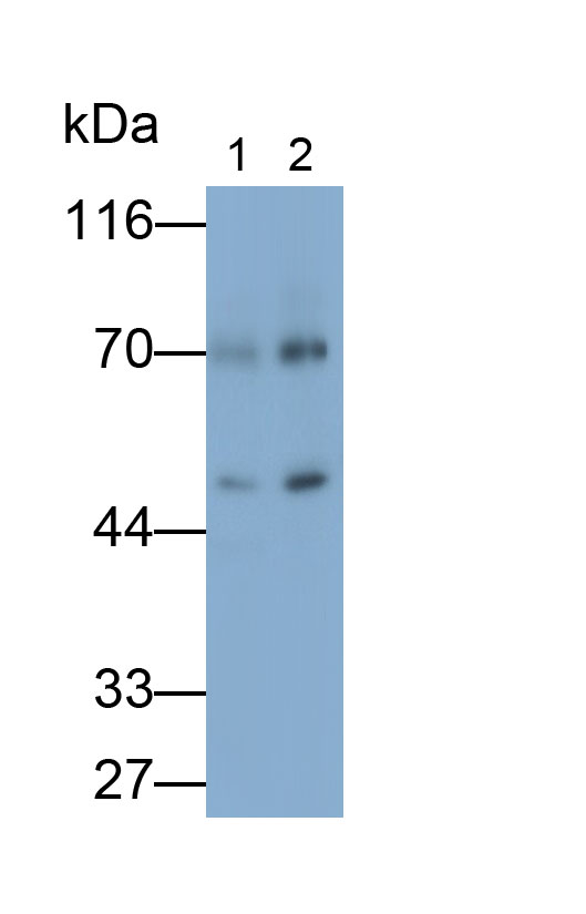 Polyclonal Antibody to Kelch Like ECH Associated Protein 1 (KEAP1)