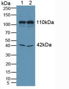 Polyclonal Antibody to Mindbomb Homolog 1 (MIB1)