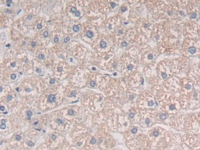 Polyclonal Antibody to Mindbomb Homolog 2 (MIB2)