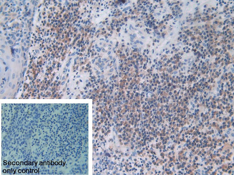 Polyclonal Antibody to Myxovirus Resistance 1 (MX1)