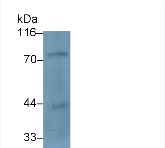 Polyclonal Antibody to Myxovirus Resistance 1 (MX1)