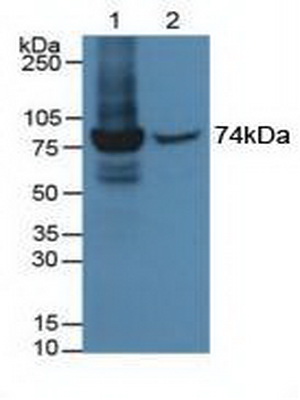 Polyclonal Antibody to Myxovirus Resistance 1 (MX1)