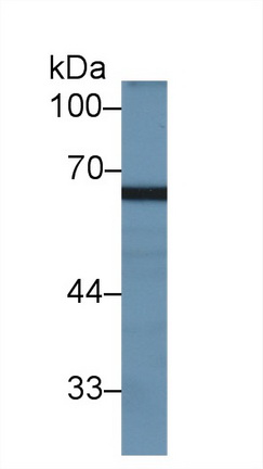 Polyclonal Antibody to Myxovirus Resistance 2 (MX2)