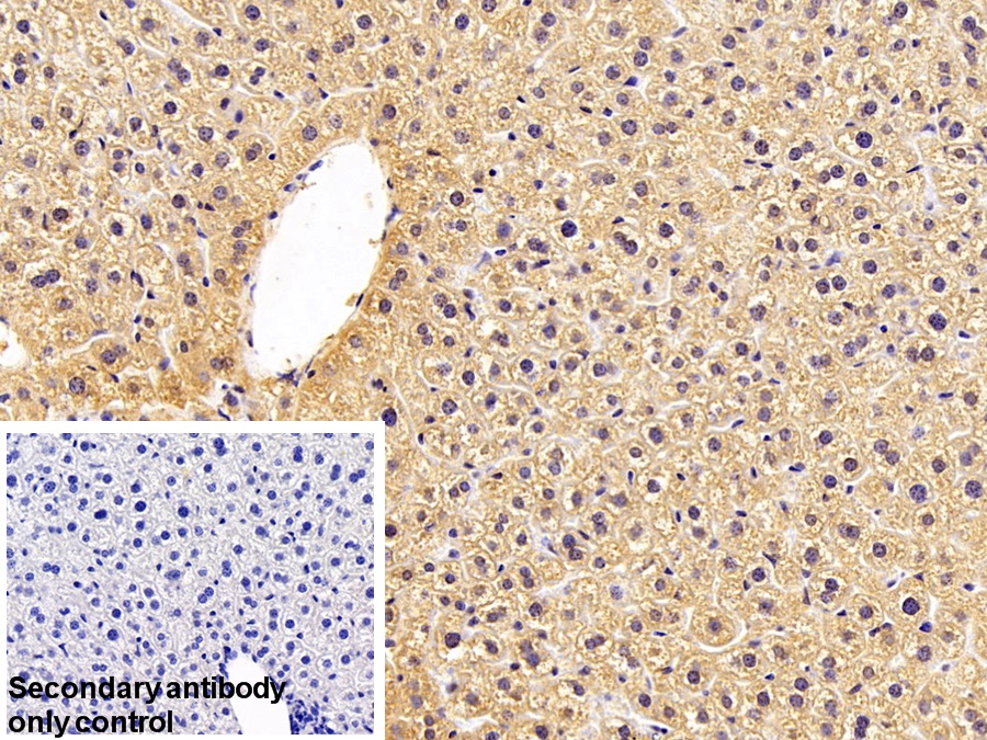 Polyclonal Antibody to Otubain 1 (OTUB1)