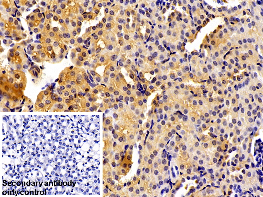 Polyclonal Antibody to Otubain 1 (OTUB1)