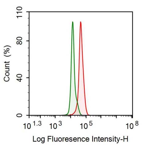 Polyclonal Antibody to Otubain 1 (OTUB1)