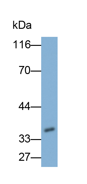 Polyclonal Antibody to Otubain 1 (OTUB1)