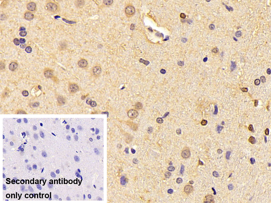 Polyclonal Antibody to Neogenin 1 (NEO1)