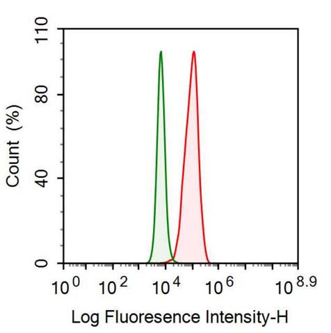 Polyclonal Antibody to NADH Dehydrogenase, Quinone 1 (NQO1)