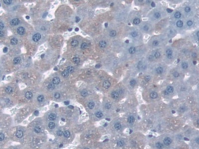 Polyclonal Antibody to NADH Dehydrogenase, Quinone 1 (NQO1)