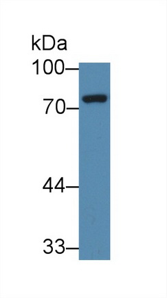 Polyclonal Antibody to NUAK Family SNF1 Like Kinase 1 (NUAK1)