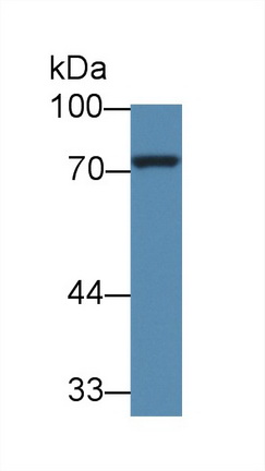 Polyclonal Antibody to NUAK Family SNF1 Like Kinase 1 (NUAK1)