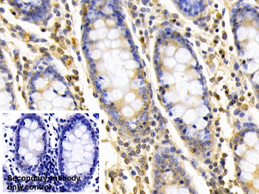 Polyclonal Antibody to Proliferation Associated Protein 2G4 (PA2G4)