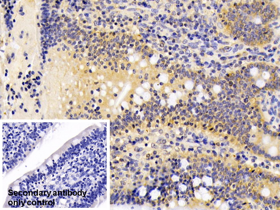 Polyclonal Antibody to Proliferation Associated Protein 2G4 (PA2G4)