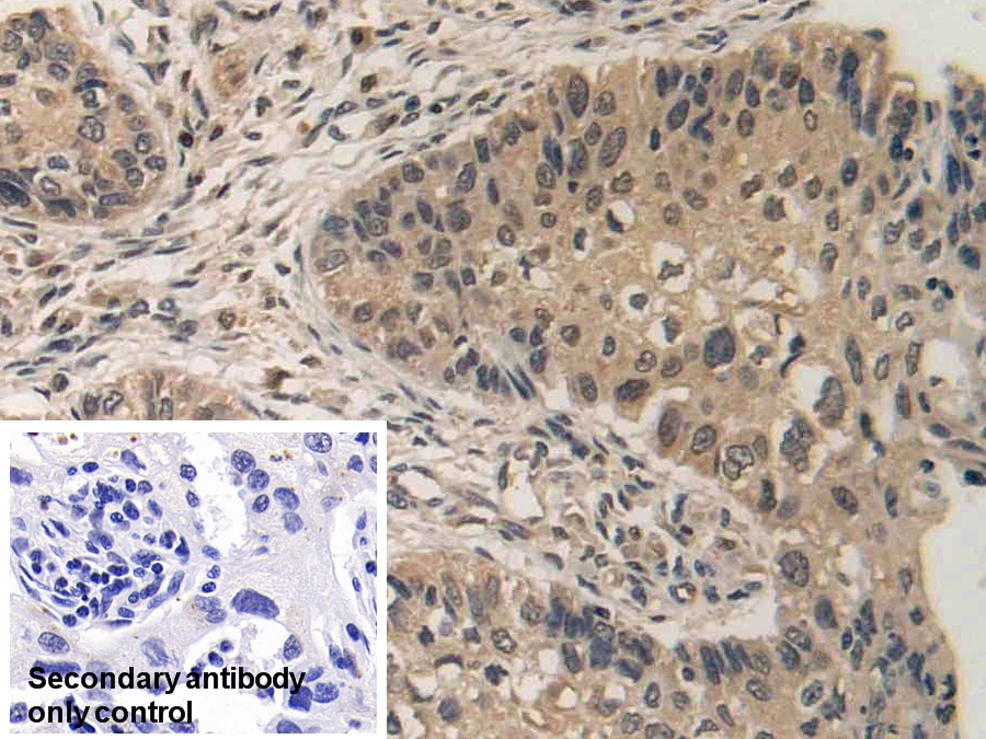 Polyclonal Antibody to Proliferation Associated Protein 2G4 (PA2G4)