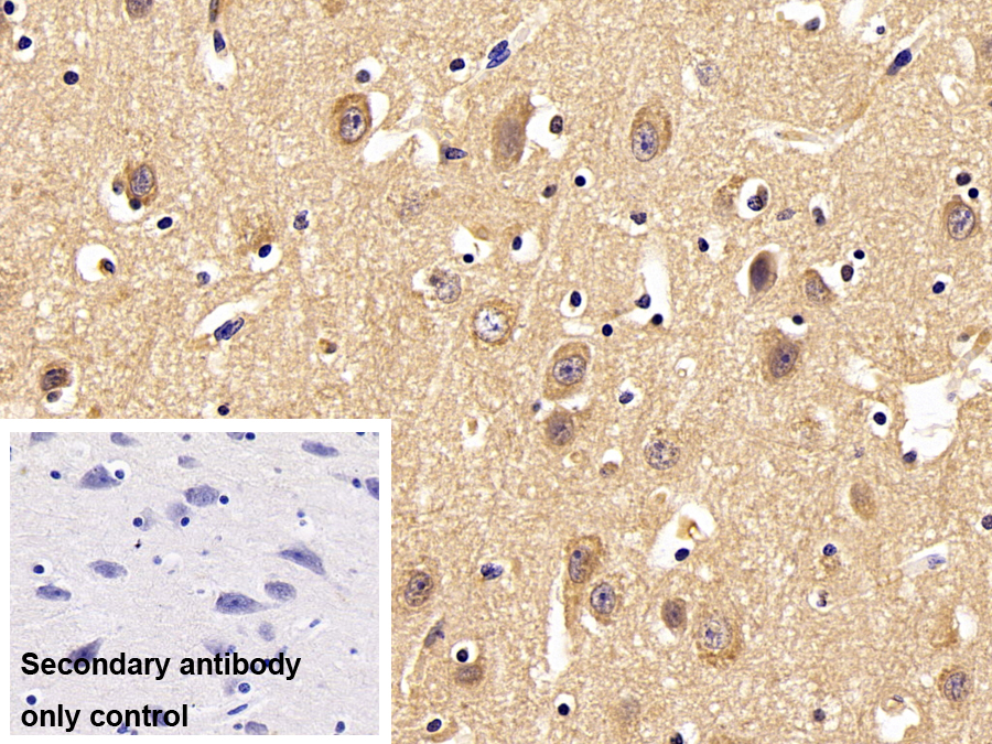 Polyclonal Antibody to Proliferation Associated Protein 2G4 (PA2G4)