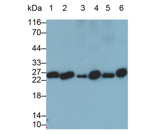 Polyclonal Antibody to Protein L-Isoaspartate-O-Methyltransferase (PCMT1)