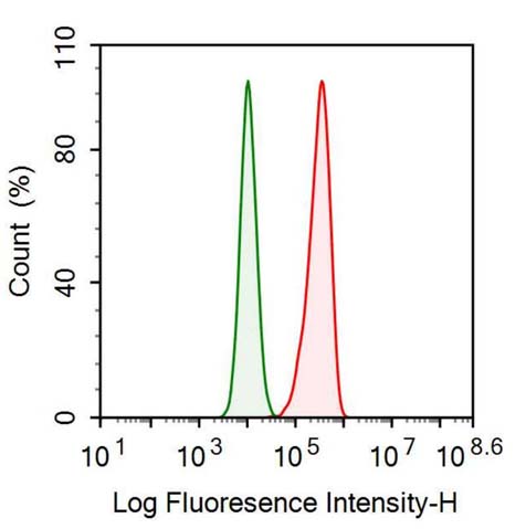 Polyclonal Antibody to PDZ And LIM Domain Protein 1 (PDLIM1)