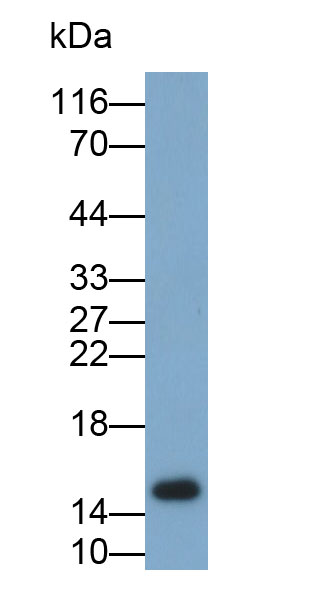 Polyclonal Antibody to Prolactin Induced Protein (PIP)