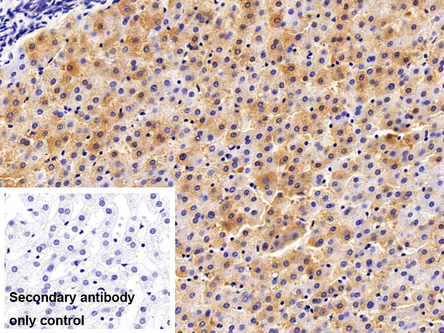 Polyclonal Antibody to Pygopus Homolog 1 (PYGO1)