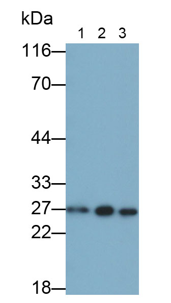 Polyclonal Antibody to V-Ral Simian Leukemia Viral Oncogene Homolog A (RALA)