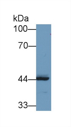 Polyclonal Antibody to REV1 Homolog (REV1)