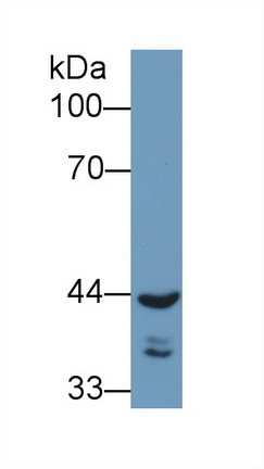 Polyclonal Antibody to REV1 Homolog (REV1)