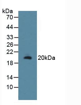 Polyclonal Antibody to R-Spondin 1 (RSPO1)